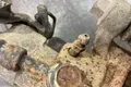 Суппорт тормозной Mazda 6 GH СЕДАН LF 2009 задн. лев. (б/у) — фото 7